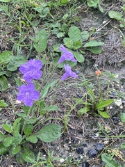 Ruellia simplex