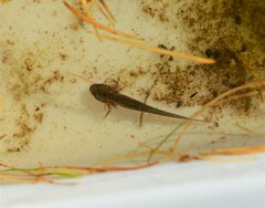 Lissotriton