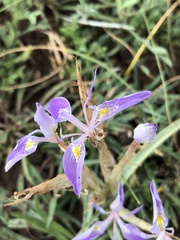 Moraea stricta