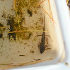 Lissotriton
