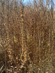 Artemisia stelleriana