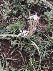 Moraea stricta