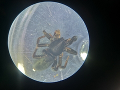 Zelotes subterraneus