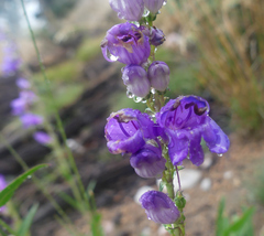 Penstemon strictus