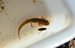 Lissotriton