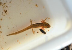 Lissotriton