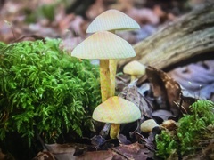 Mycena crocata