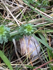 Helix pomatia