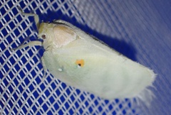 Poeciloflata