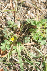 Oxalis corniculata