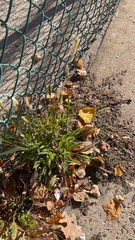 Setaria