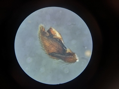 Zelotes subterraneus