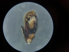 Zelotes subterraneus