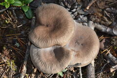 Lentinus substrictus