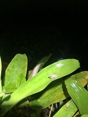 Scinax perpusillus