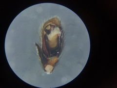 Zelotes subterraneus