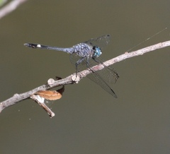 Micrathyria aequalis