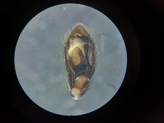 Zelotes subterraneus