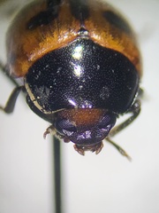 Diaperis maculata