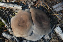 Lentinus substrictus