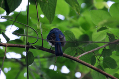 Cyornis hainanus