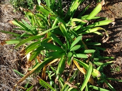 Agapanthus praecox