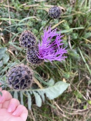 Centaurea scabiosa