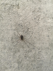 Opilio saxatilis