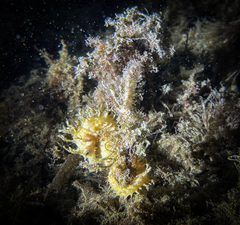 Hippocampus guttulatus