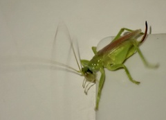 Gryllacrididae