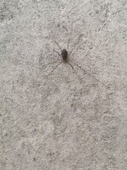 Opilio saxatilis