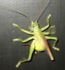 Gryllacrididae
