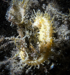 Hippocampus guttulatus