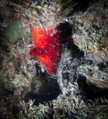 Halocynthia papillosa