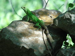 Black Spiny-Tailed Iguana photo 2