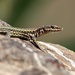 Andalusian Wall Lizard - Photo (c) Khaled Ayyach, some rights reserved (CC BY-NC), uploaded by Khaled Ayyach