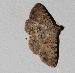 Beriodesma sagulata