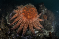 Pycnopodia helianthoides