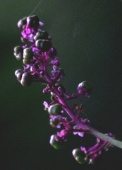 Phytolacca thyrsiflora