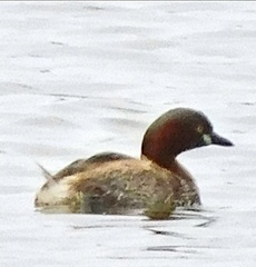 Tachybaptus ruficollis