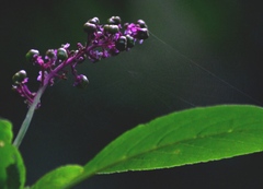 Phytolacca thyrsiflora