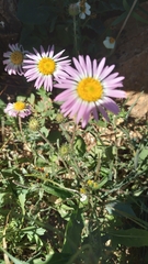 Xanthisma gymnocephalum