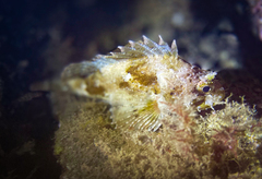 Scorpaena porcus