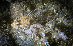 Scorpaena porcus