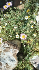 Xanthisma gymnocephalum