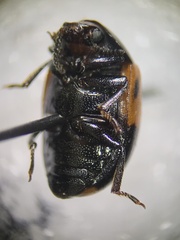 Diaperis maculata