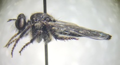 Cyrtopogon