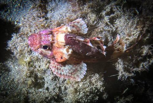 Photo of Small red scorpionfish (Scorpaena notata)