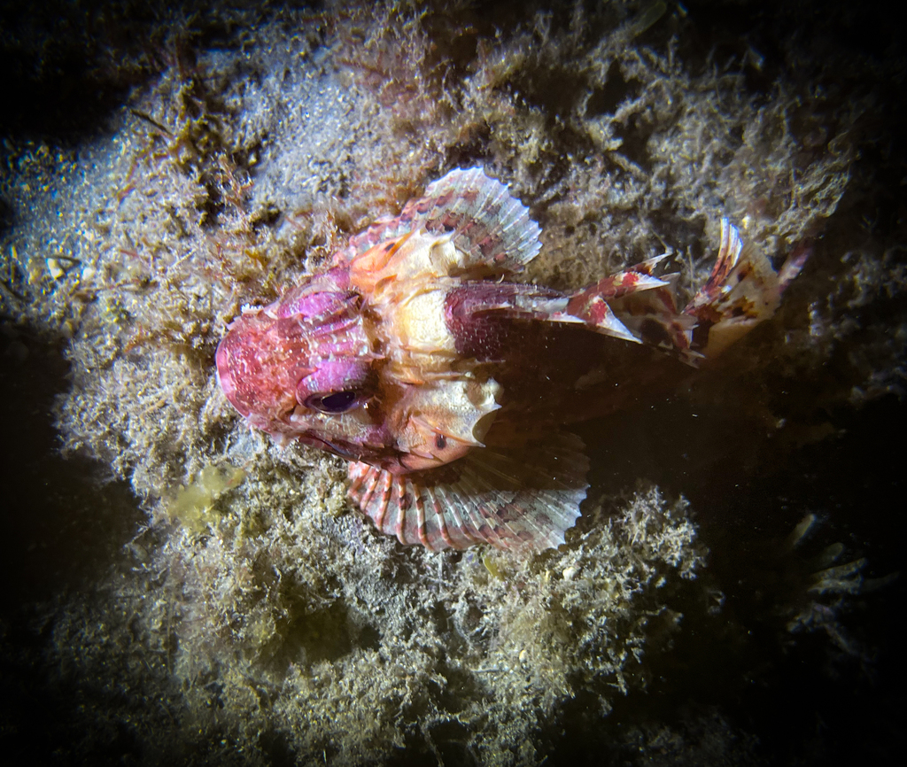 Photo of Small red scorpionfish (Scorpaena notata)