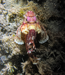Scorpaena notata